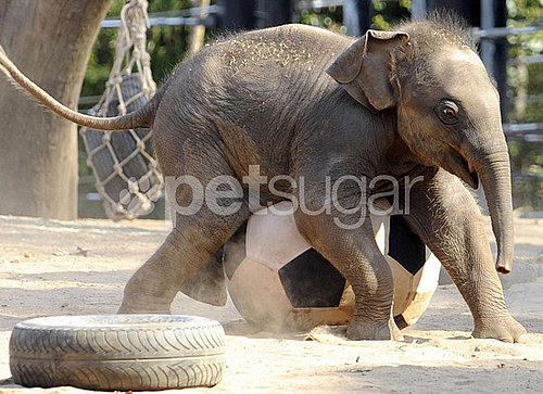 Luk Chai Dribbles His Soccer-Playing Pachy Self Into My Heart