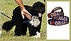 Found! Bo Obama's Collar and Leash Set