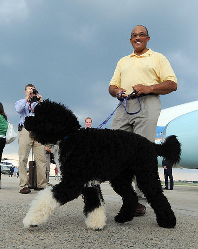 Bo's Back Bo's Back
