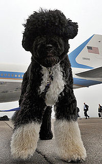 The Vacation's Over, Bo Is Back to Business!