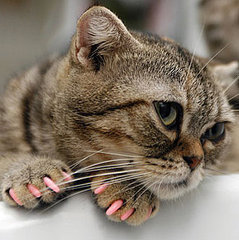 Cat Manicures Cat Manicures