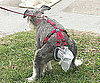 The PooTrap: Spoiled Sweet or Spoiled Rotten?