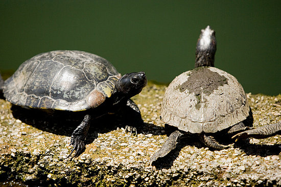July 2008: Mmmm, Turtle