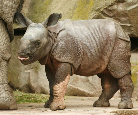 Hi, Seto Paitala: 12 Random Rhino Facts to Welcome This Babe