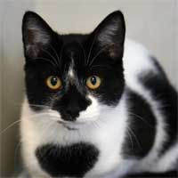 Get Ready For a Day Without Cats: In the LINK of an Eye!