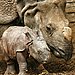 Endangered By the Nose