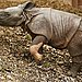 Rhino Be Nimble, Rhino Be Quick