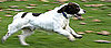What Do You Know About English Springer Spaniels?