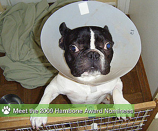 The Pet Ate WHAT?! This Year's Most Unusual Insurance Claims
