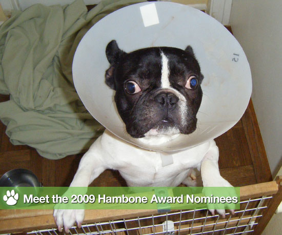 The Pet Ate WHAT?! This Year's Most Unusual Insurance Claims The Pet Ate WHAT?! This Year's Most Unusual Insurance Claims