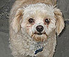 Pet Pic of the Day: Poochie Is a Terminator