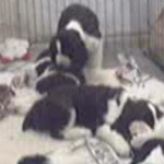 Puppy Cam, Springer Spaniel Edition