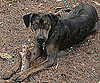 Pet Pic of the Day: Dante's Stick in the Mud