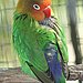 Popular Pet Bird Names