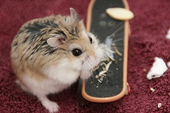 Popular Pet Hamster Names Popular Pet Hamster Names