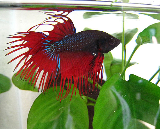 Popular Pet Fish Names Popular Pet Fish Names