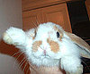 Pet Pic of the Day: Avery Waves Hi