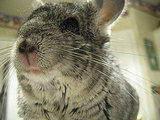 Most Popular Pet Names For Animals Other Than Dogs and Cats Most Popular Pet Names For Animals Other Than Dogs and Cats