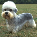 Top 10 Dog Breeds That Make You Giggle! Top 10 Dog Breeds That Make You Giggle!