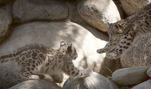 Snow Leopard Babe Takes a Flying Leap 