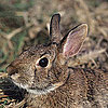 What Do You Know About Rabbits?