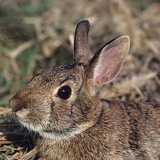 What Do You Know About Rabbits?