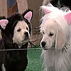 Puppies Dressed As the-Animal-Who-Shall-Not-Be-Named