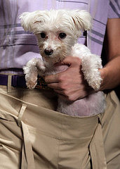 Fashion Forward or Faux Pas: Vivienne Westwood Dog Pouch? Fashion Forward or Faux Pas: Vivienne Westwood Dog Pouch?