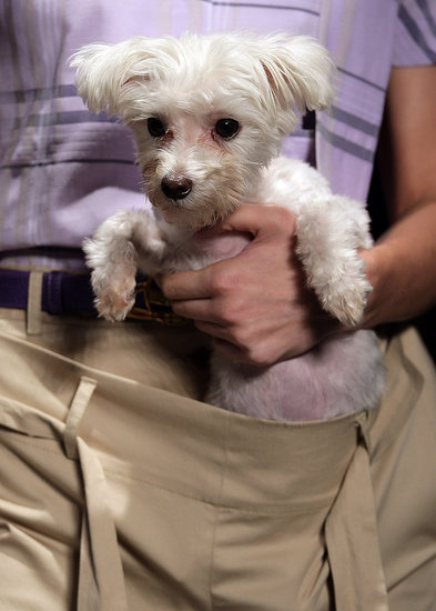 Fashion Forward or Faux Pas: Vivienne Westwood Dog Pouch?