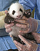 When Will This Baby Panda Get His Name?