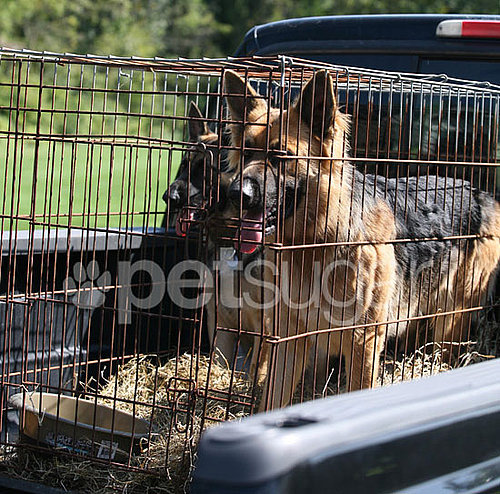 Farewell, Shooka, and Nala: Gosselins' Dogs Go Back to Breeder!