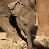 Spot the Differences Between Asian and African Elephants! Spot the Differences Between Asian and African Elephants!