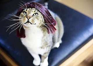 Professional Pics of Glamourpuss in Wigs: In the LINK of an Eye!