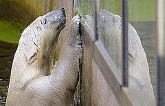 Gianna and Knut: Gianna Arrives in Berlin to Meet Her Polar Bear Mate