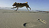 What Do You Know About Canine Skin Cancer?