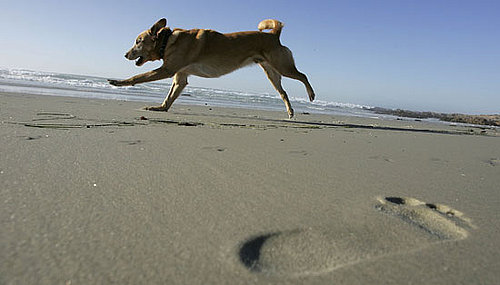 What Do You Know About Canine Skin Cancer?