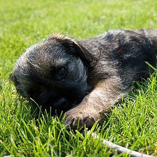 Guess What Breed Super Quiz: Terrier Puppy Edition!