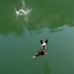 Do Tell: Could Your Dog Climb a Ladder? 