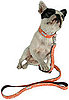 New Product Alert! New Autumn Designs From Bella Bean 