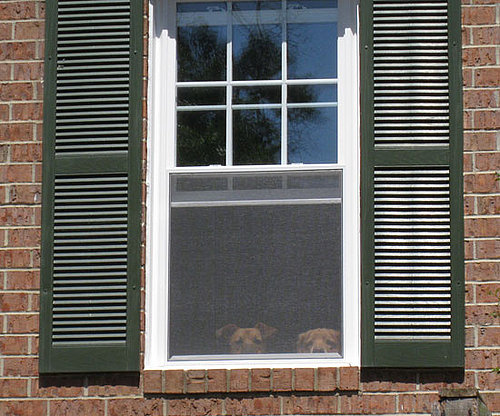 Watchdogs Watchdogs