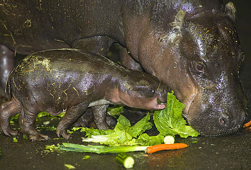 How Do Pygmy Hippos Measure Up to Nile Hippos?