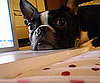 Pet Pic of the Day: Dublin Is Done For the Day