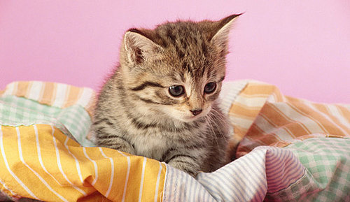 I Need Your Help . . . Cat Eats Every Fabric Scrap Found!