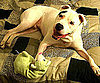 Pet Pic of the Day: Petey Likes to Shake, Shake, Shake It Out