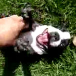 It's Boston Terrier Party Time: In the LINK of an Eye!