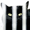 Top 10 Things That Make Some Animals "Less Adoptable"