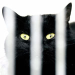 Top 10 Things That Make Some Animals "Less Adoptable" Top 10 Things That Make Some Animals "Less Adoptable"