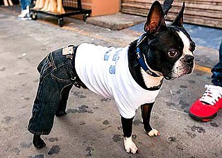 Harley Wears His Jeans Well: In the LINK of an Eye!