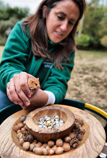 The Third Great Nut Hunt