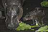 Peep Even More Pygmy Hippo Pics!